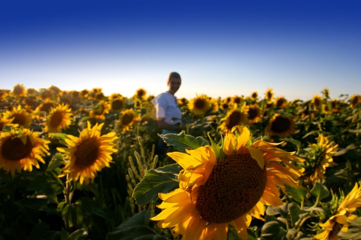 North Dakota woman in sunflower field