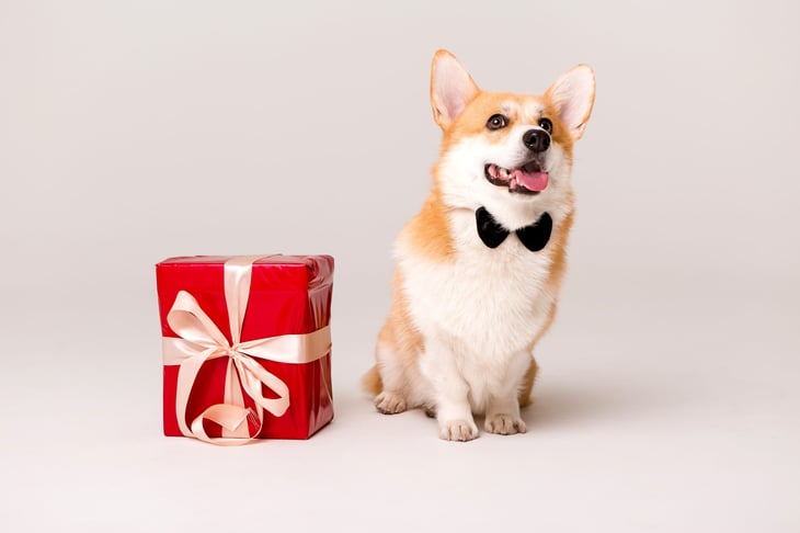 Dog next to a gift