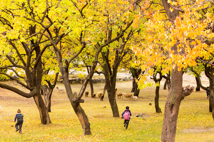 Children running through trees in autumn in Vermont.