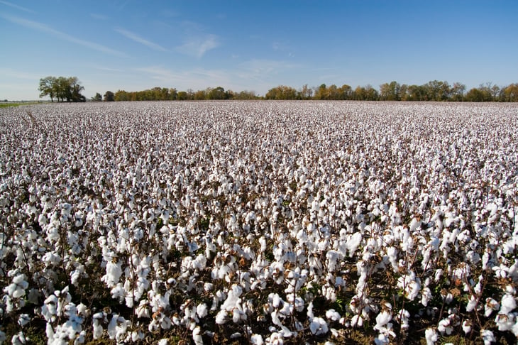Cotton fields in Arkansas