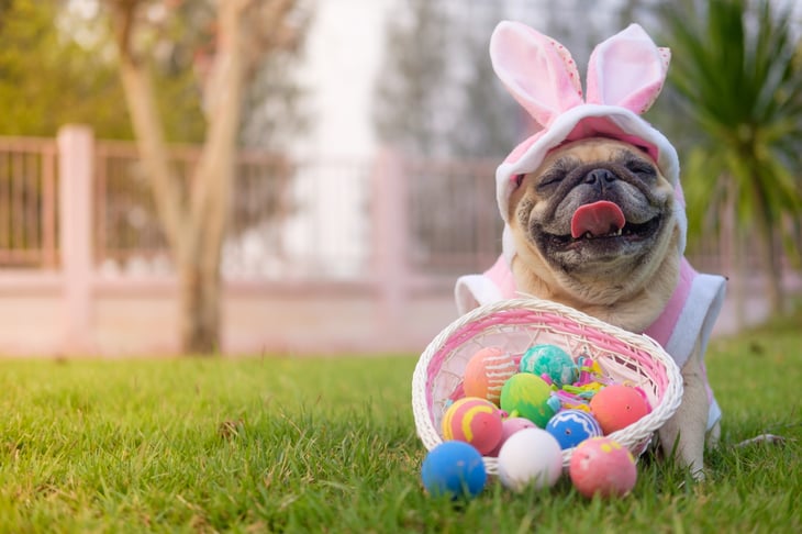 Dog dressed as Easter Bunny