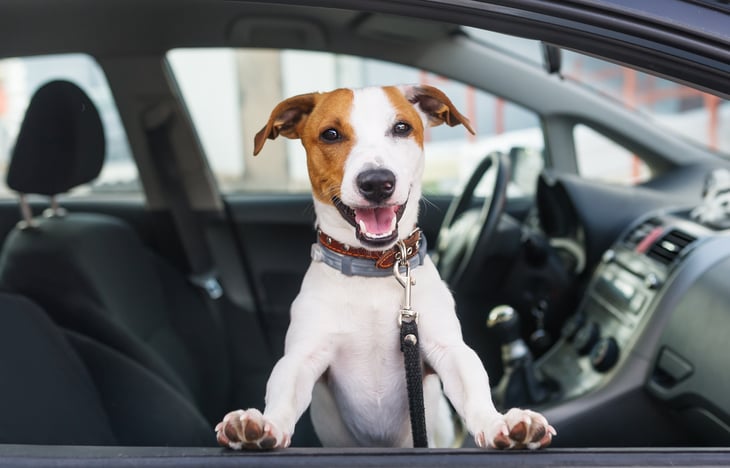 Dog sitting in the car