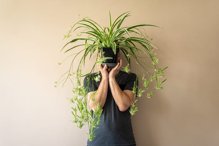 spider plant