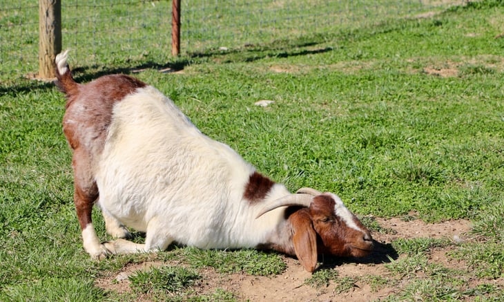 Silly happy goat laying on the grass in the sun on a farm or outdoors in the yard