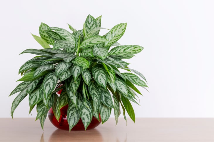 evergreen houseplant (Aglaonema)