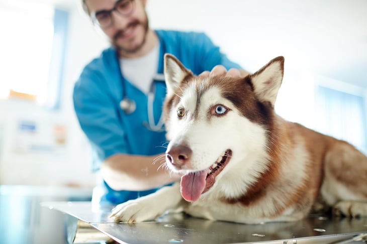 Veterinarian treating a dog