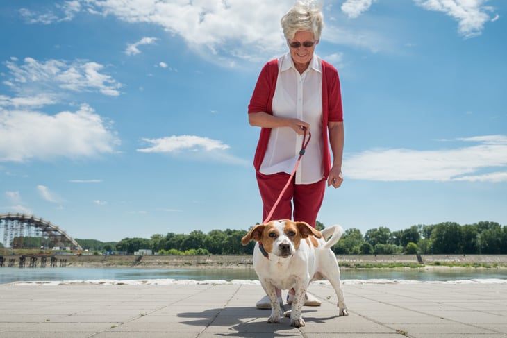 Senior retiree walking a dog