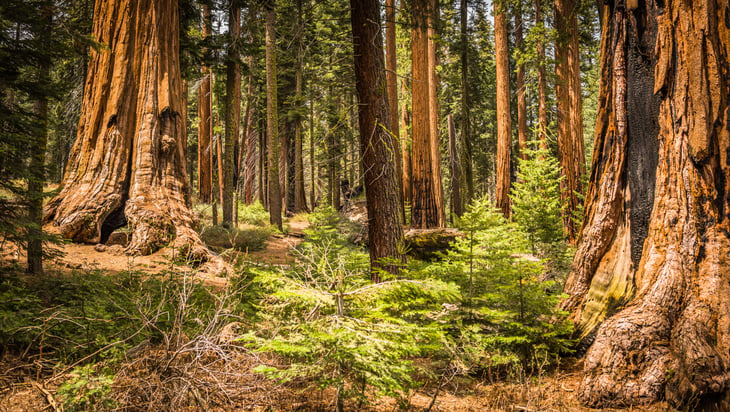 Sequoia National Park in California