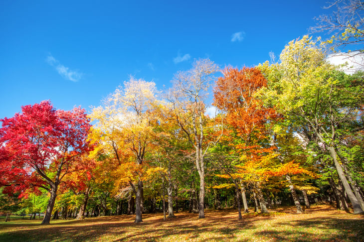 Autumn leaves in Rochester, New York