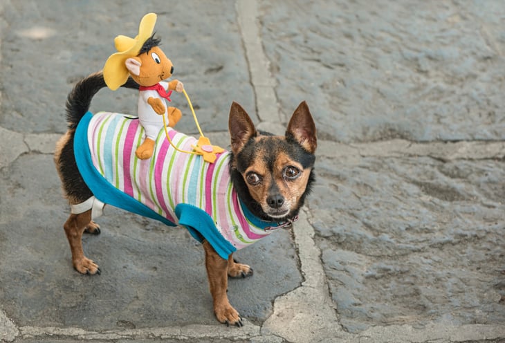 Dog wearing a saddle horse costume