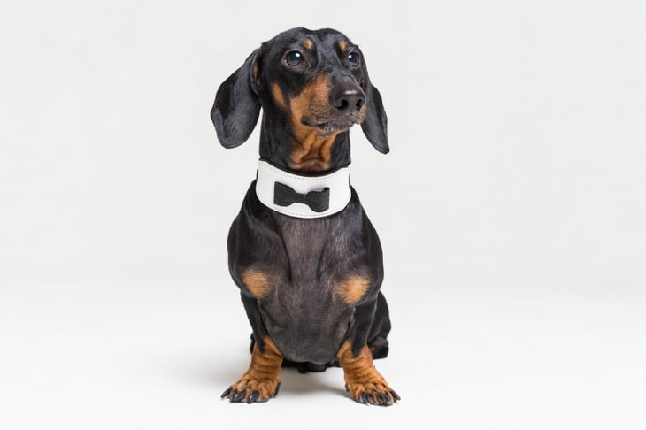 Pet dog wearing a bowtie as a waiter or butler costume for Halloween