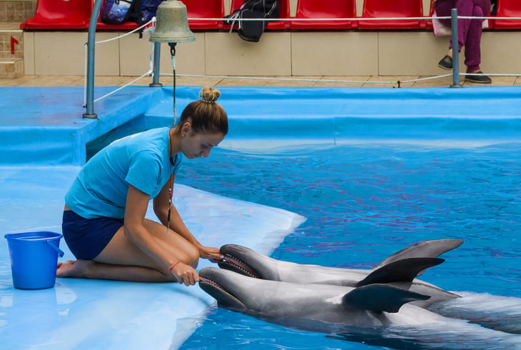 animal trainer