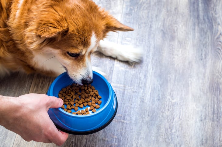 Dog food bowl