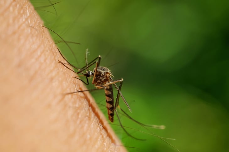 The Aedes aegypti mosquito sucks blood on human skin