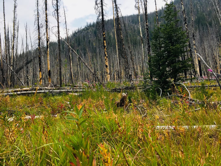Burnt forest years after wildfires in Payette National Forest, Idaho
