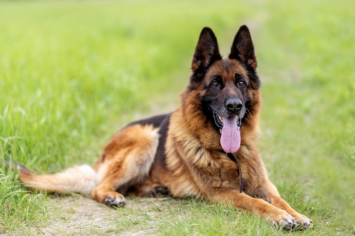 A purebred German Shepherd dog