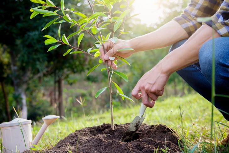 Planting a tree