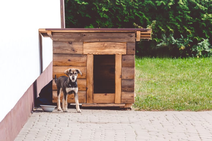 Happy puppy outside of doghouse outdoors
