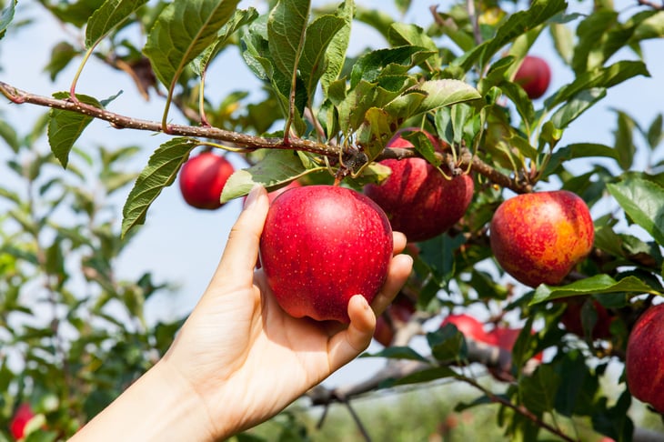 fruit tree apple tree