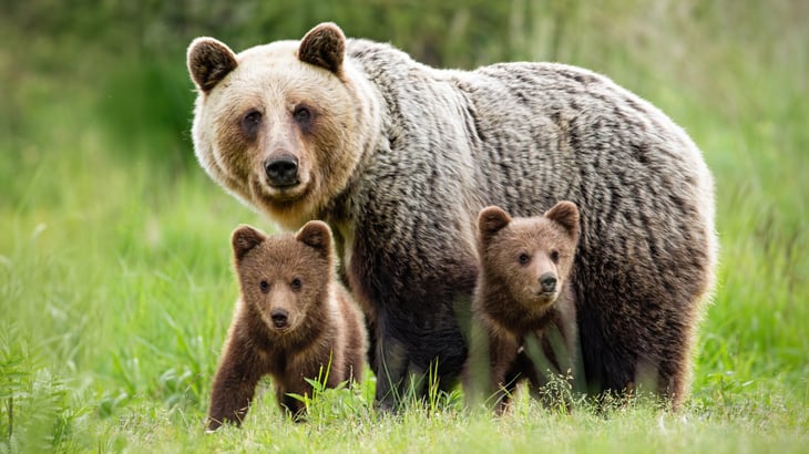Bear with cubs