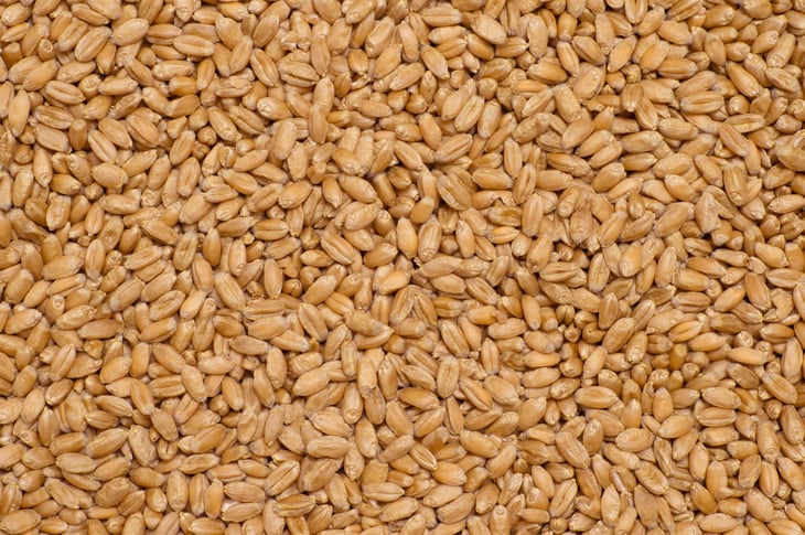 Red winter wheat