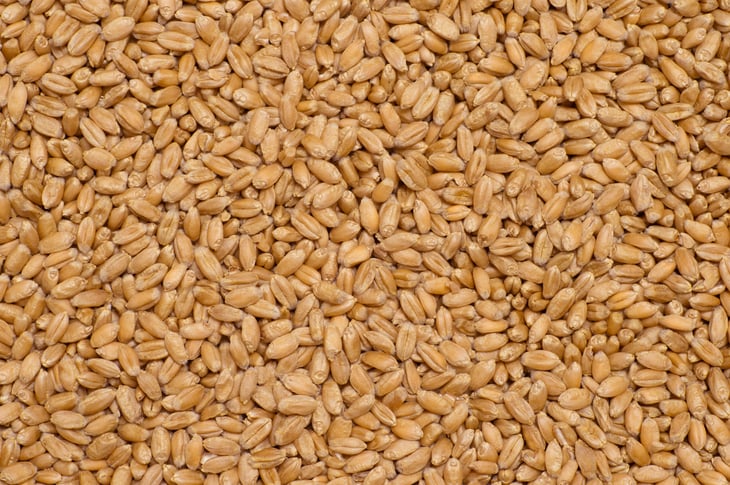 Red winter wheat