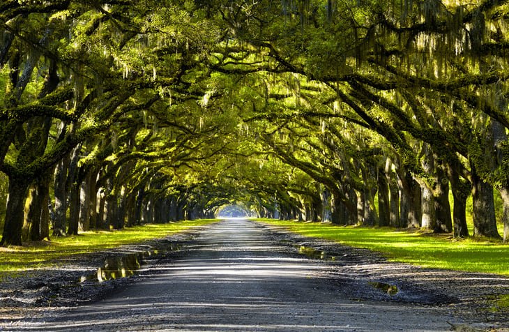 Live oak trees in Savannah, Georgia