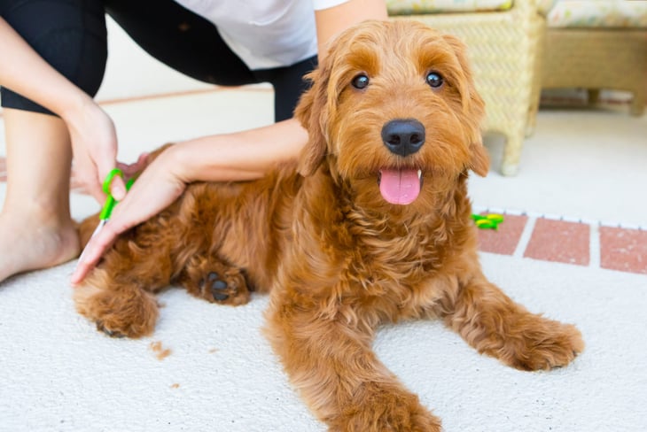 Miniature Goldendoodle dog getting a trim from a pet groomer or owner