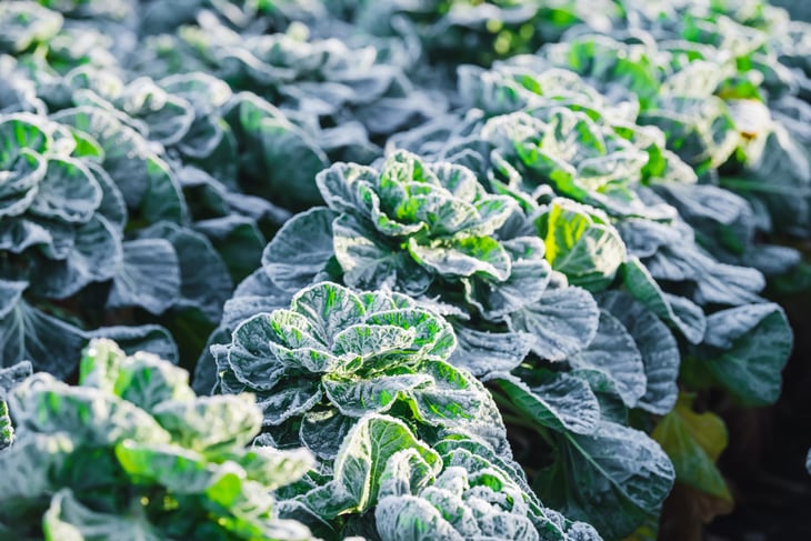 Frost on cabbage plants.