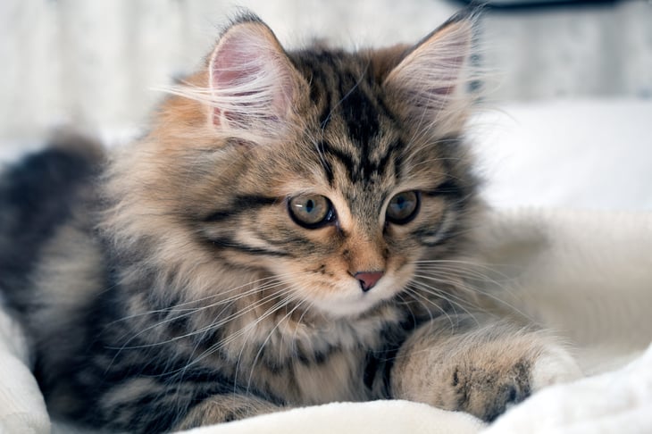 Siberian kitten