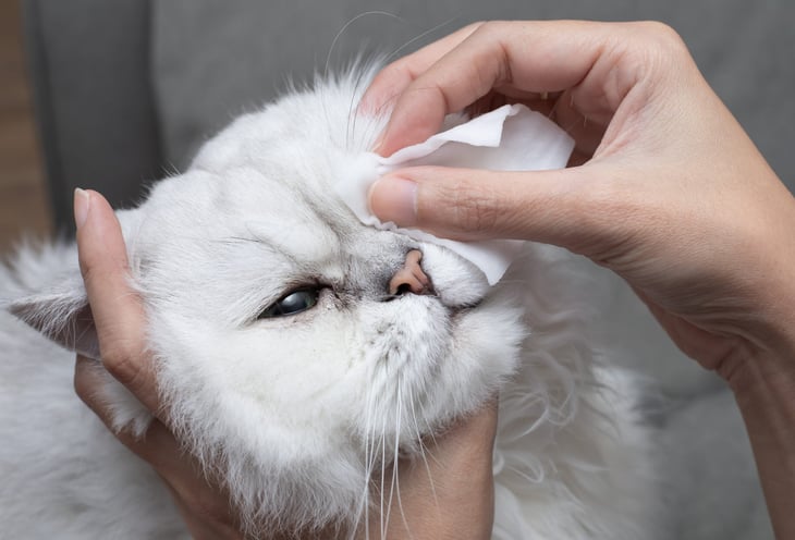 Person cleaning a cat's face with a wipe