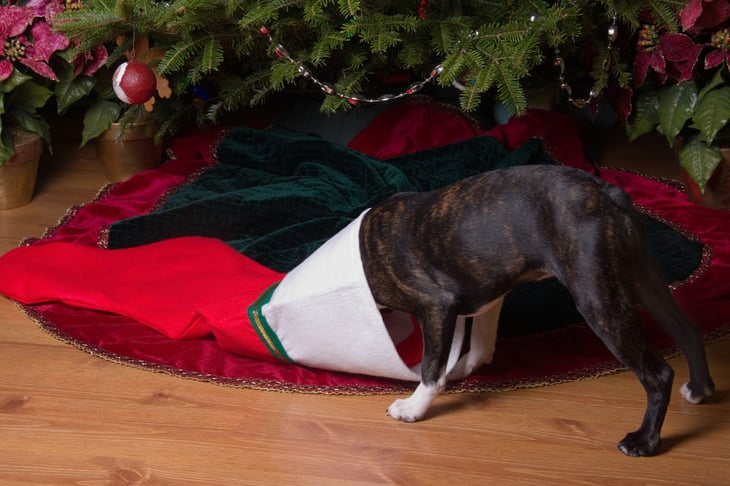 Dog in a Christmas stocking