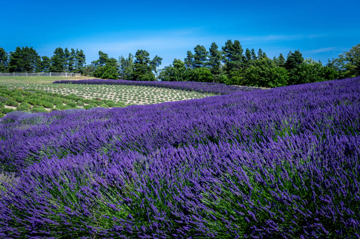 Lavender fields in Sequim, Washington