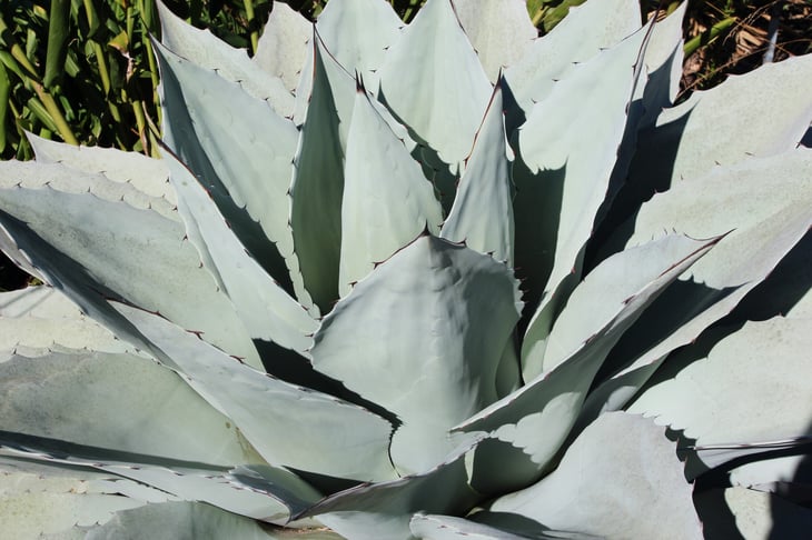 Close up, side view of an Agave ovatifolia plant in a garden