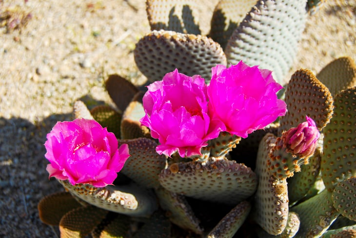 Beavertail cactus or Opuntia basilaris or Beavertail Pricklypear blooming.