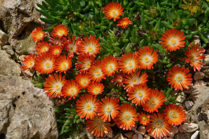 Ice plant orange flower