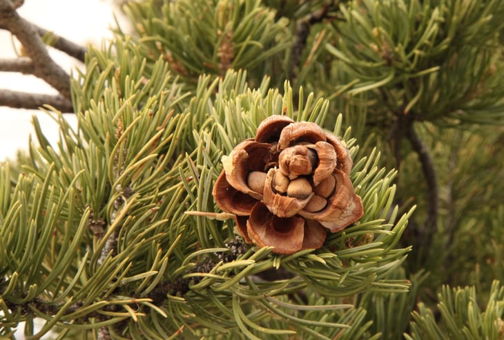 Pinyon (Pinus edulis) pine cone with nuts, Utah