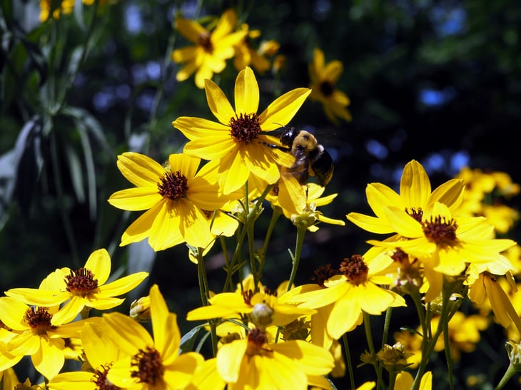 Tall coreopsis (coreopsis tripteris) flowers with a pollinating bee