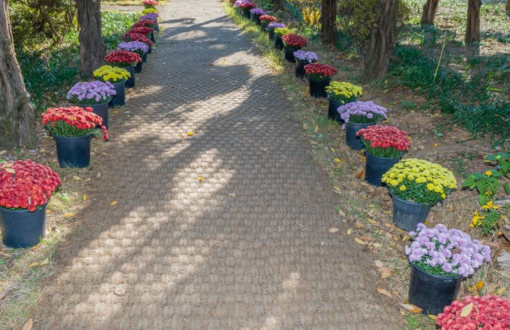 Matted garden path lined with pots of colorful flowers