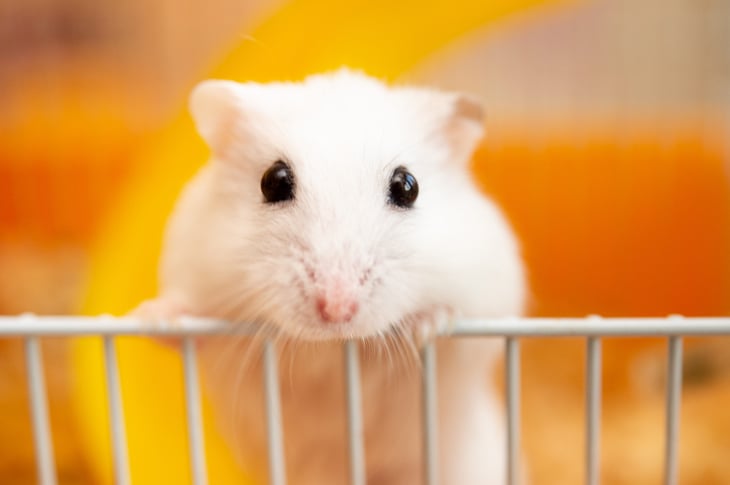white hamster in hamster cage