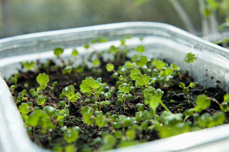 seedlings in plastic takeout container