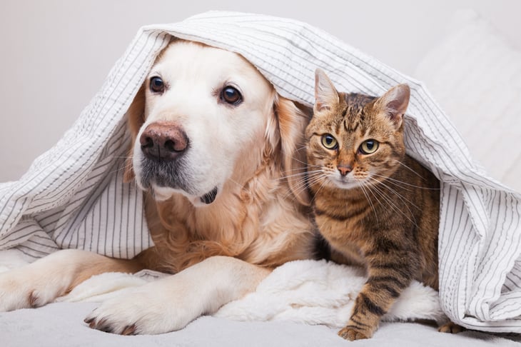 Dog and Cat Under Blanket
