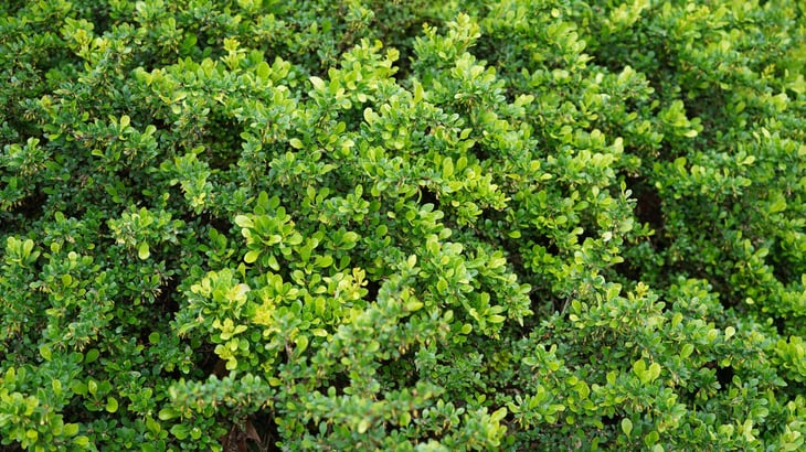 Evergreen holly shrub