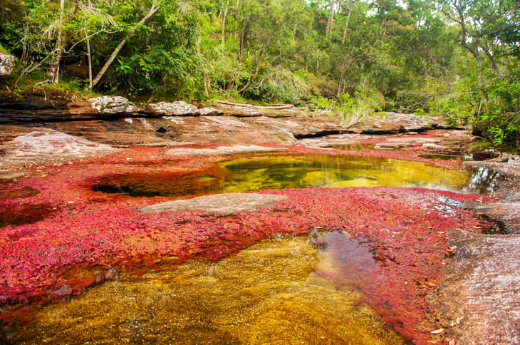 Caño Cristales, a colorful river in Colombia