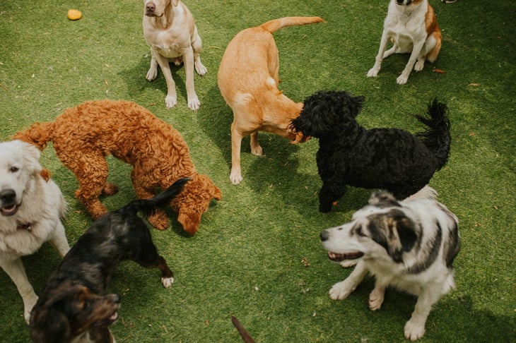 Various dog breeds and happy dogs in a dog park playing outdoors