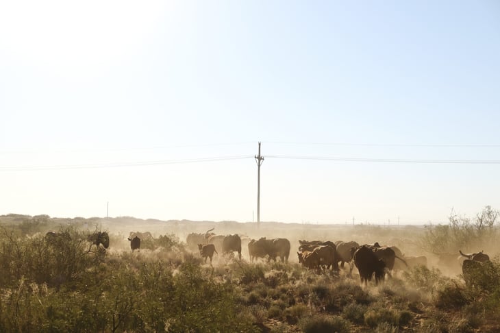 cattle in New Mexico