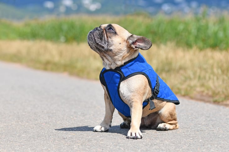 Sitting French Bulldog wearing blue cooling vest
