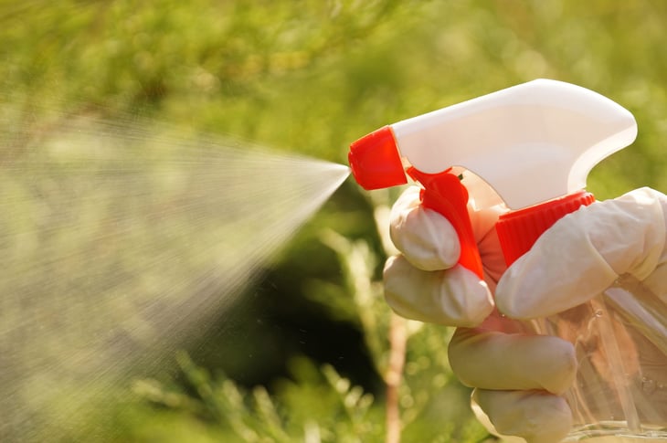 spraying plants using a sprayer