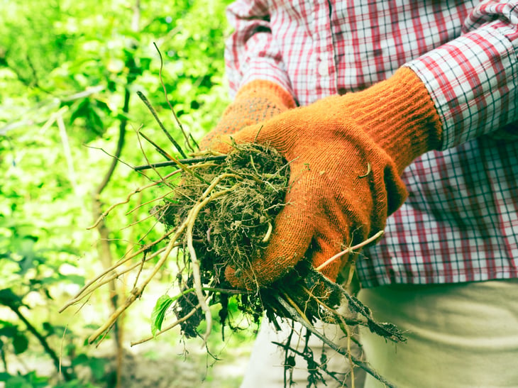 Close-up of hands in gardening gloves with green plants and grass weeds
