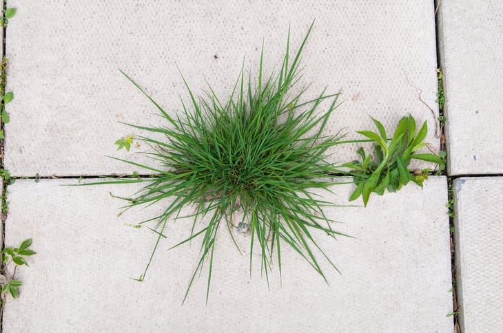 crab grass growing through the cracks in a patio